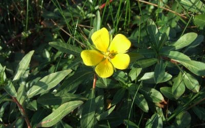 A creeping green crisis could be lurking in Hampshire’s wild waters