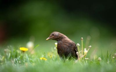 Hampshire and Isle of Wight Wildlife Trust launches biggest-ever citizen science project