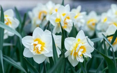 Things to do this spring in Gosport