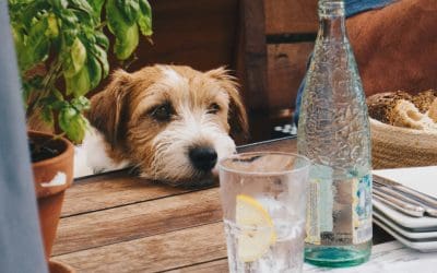 Discover Gosport’s dog friendly pubs this Spring