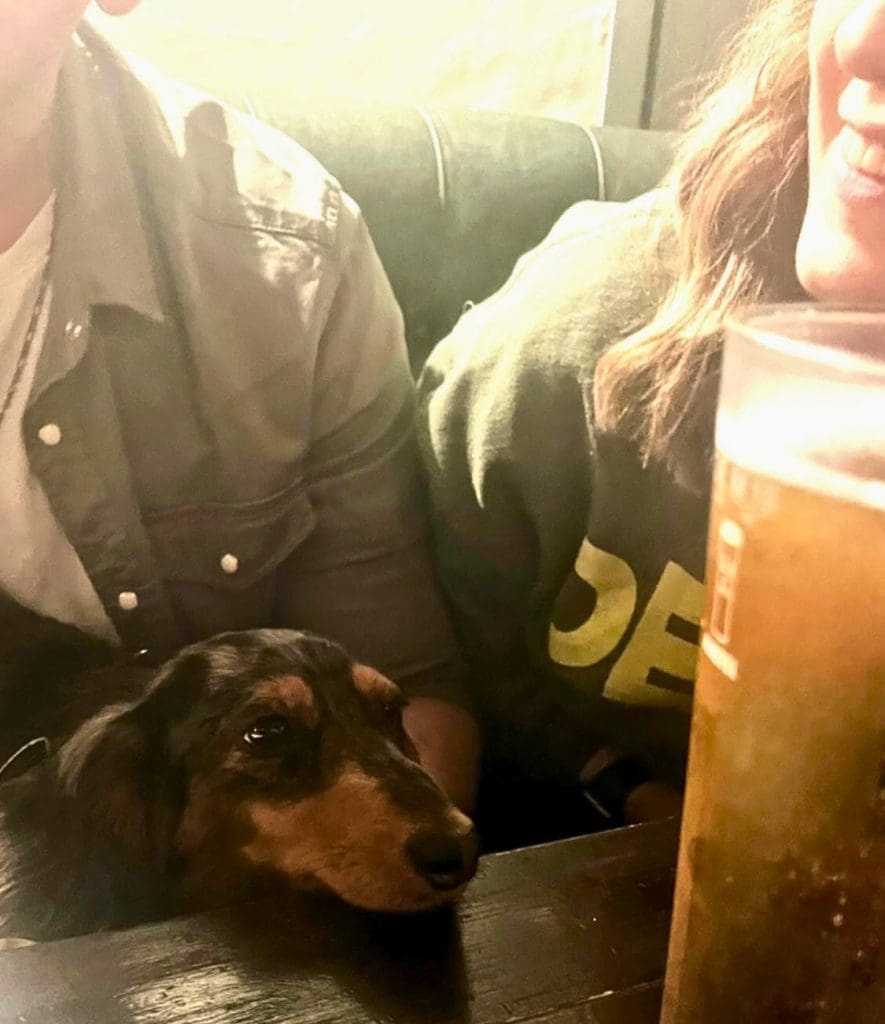 Dog in pub
