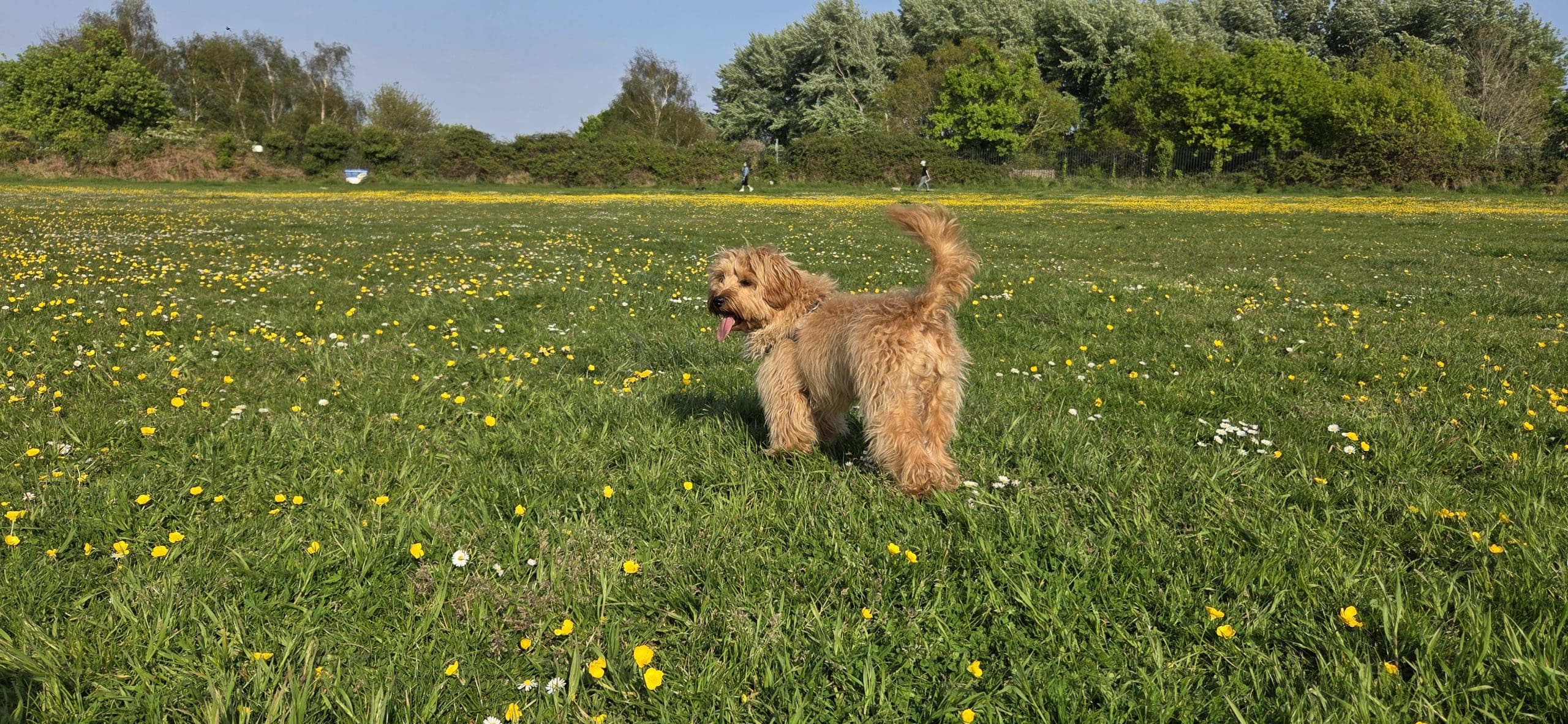 Dog on grass